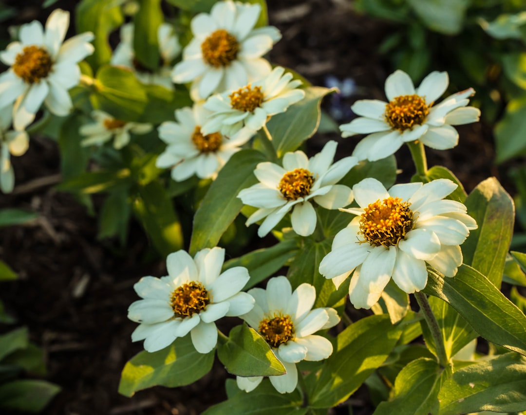 Planten: zo geef je groen een plek in je leven