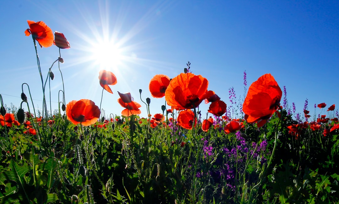 Bloemen: meer dan een mooi gezicht